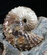 Fox Hills Ammonite Concretion - Multiple Species #2064-1